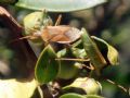 Gonocerus acutangulatus